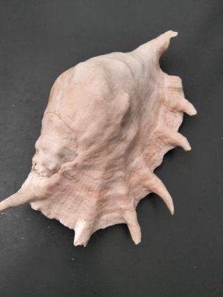 Caracolas y corales decorativos