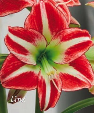 Bulbo Hippeastrum rosso e bianco varietà  linx