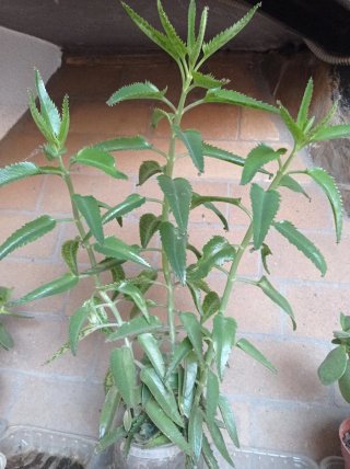 Kalanchoe Daigremontiana - 55 cm