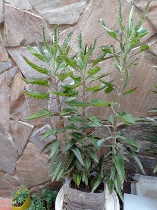 Kalanchoe Daigremontiana - 55 cm