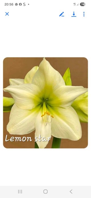 Bulbo Hippeastrum Lemon Star