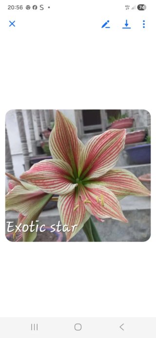 Bulbo Hippeastrum