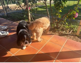 Cuidador de perros