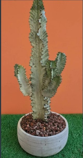 Euphorbia Ingens Albina Variegata