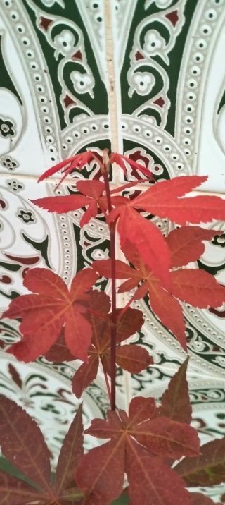 Arce japonés rojo