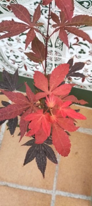 Arce japonés rojo