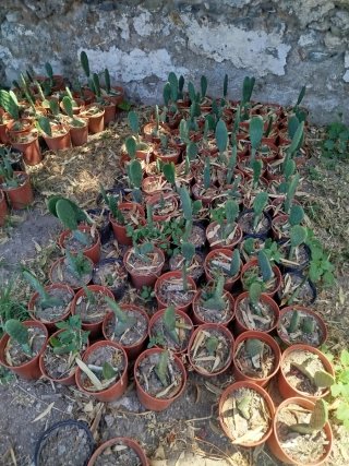 Lote 12 chumberas sin espinas enraizadas