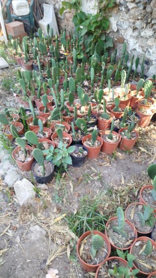 Lote 12 chumberas sin espinas enraizadas