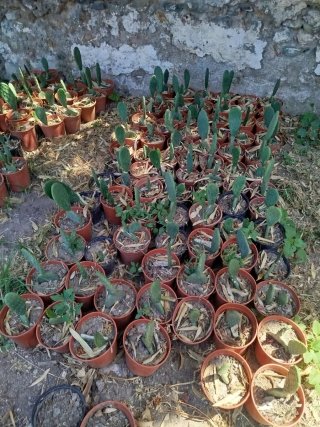 12 Chumberas sin espinas enraizadas