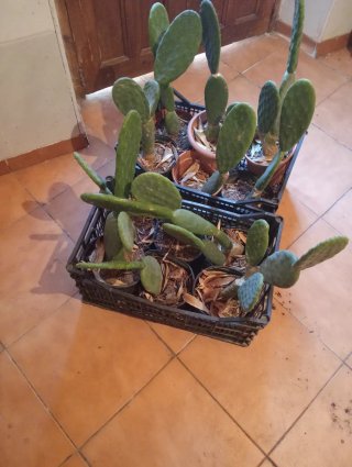 12 Chumberas sin espinas enraizadas