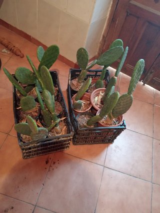 12 Chumberas sin espinas enraizadas