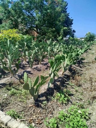 Lote 10 Chumberas Sin Espinas Enraizadas