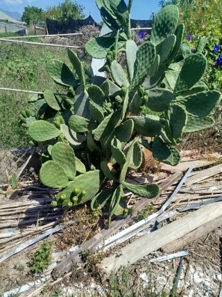 Lote 10 Chumberas Sin Espinas Enraizadas