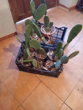 Lote 10 Chumberas Sin Espinas Enraizadas
