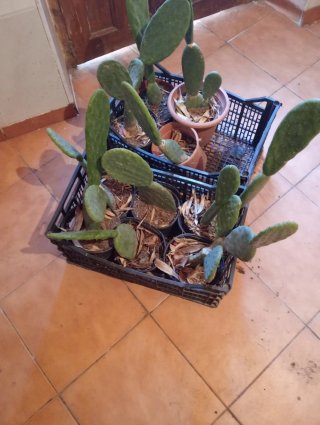 Lote 10 Chumberas Sin Espinas Enraizadas