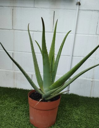Planta Aloe Vera en Maceta