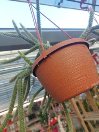 Pianta rampicante fiorita