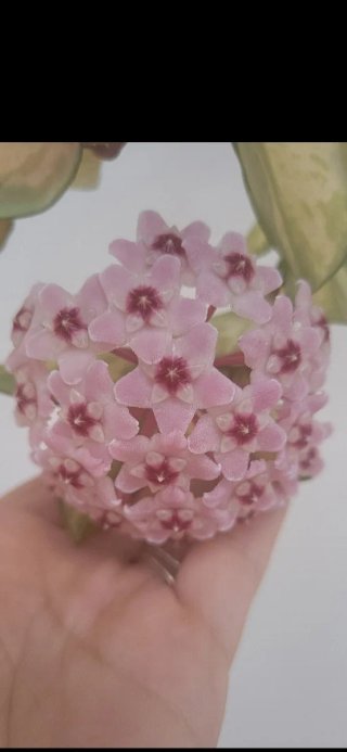 Pianta Hoya
