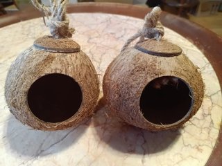 2 Cocos Colgantes Decorativos
