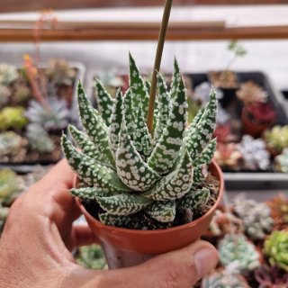 Haworthia tulista donuts