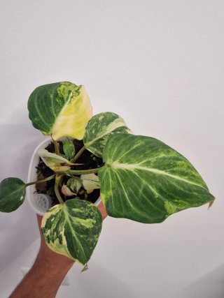 Philodendron Gloriosum Variegato