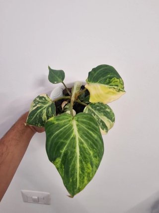 Philodendron Gloriosum Variegato