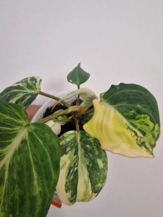 Philodendron Gloriosum Variegato