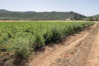 Terreno en venta en Montefrío