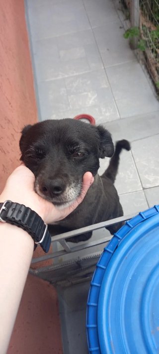 Cuidadora de perros e gatos