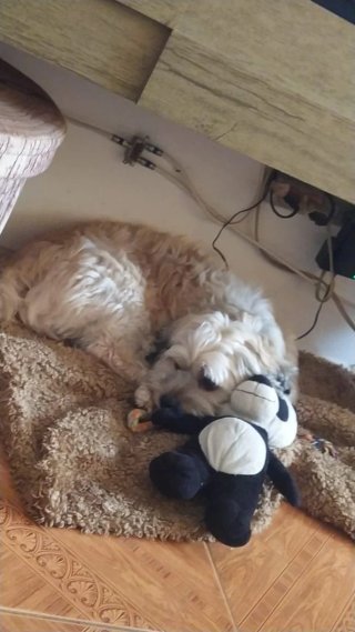Cuidadora de perros e gatos
