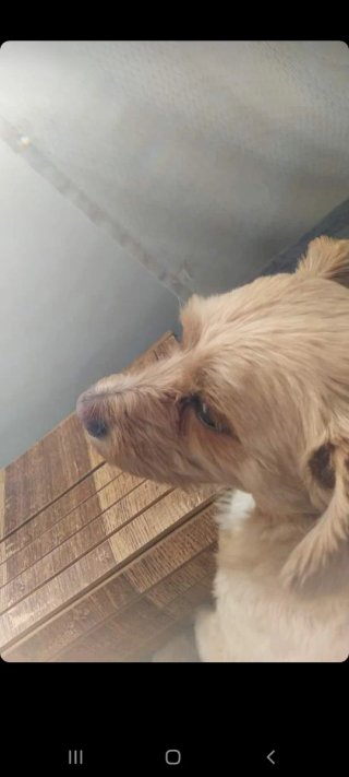Cuidadora de perros e gatos