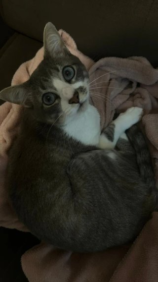Cuidadora de perros e gatos