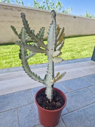 Euphorbia Lactea White Ghost Cactus