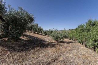 Terreno en venta en Montefrío