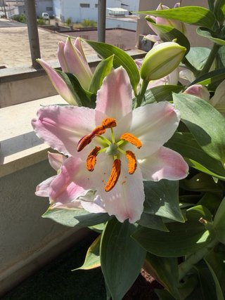 Lirio Oriental Souvenir Rosa