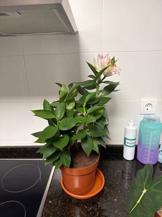 Lirio Oriental Souvenir Rosa