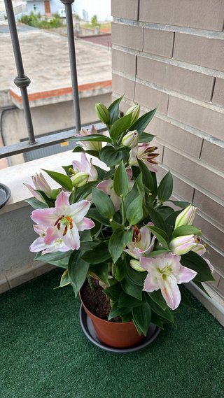 Lirio Oriental Souvenir Rosa