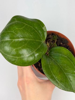 Hoya Sarawak