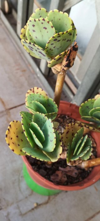 3x2: a elegir Kalanchoe marmorata