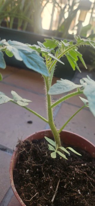 Tomates cultivados desde semilla