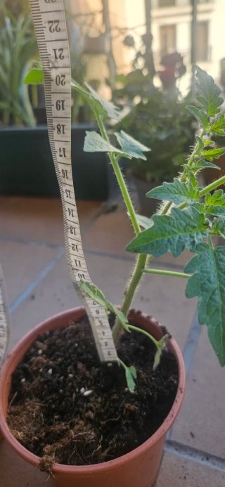 Tomates cultivados desde semilla