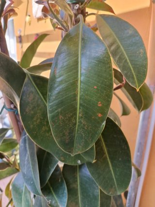 Arbolito Magnolio ficus