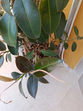 Arbolito Magnolio ficus