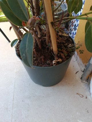 Arbolito Magnolio ficus