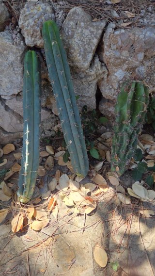 Cactus San Pedro 2 + 1