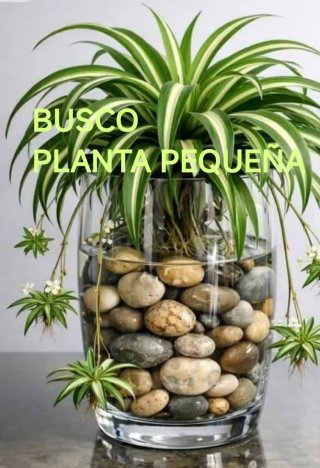 Planta Chlorophytum comosum.