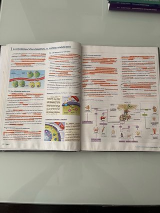 Anatomía aplicada
