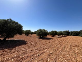 Olivar y tierra en Quintanar de la Orden