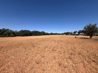 Olivar y tierra en Quintanar de la Orden