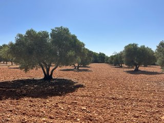 Olivar y tierra en Quintanar de la Orden